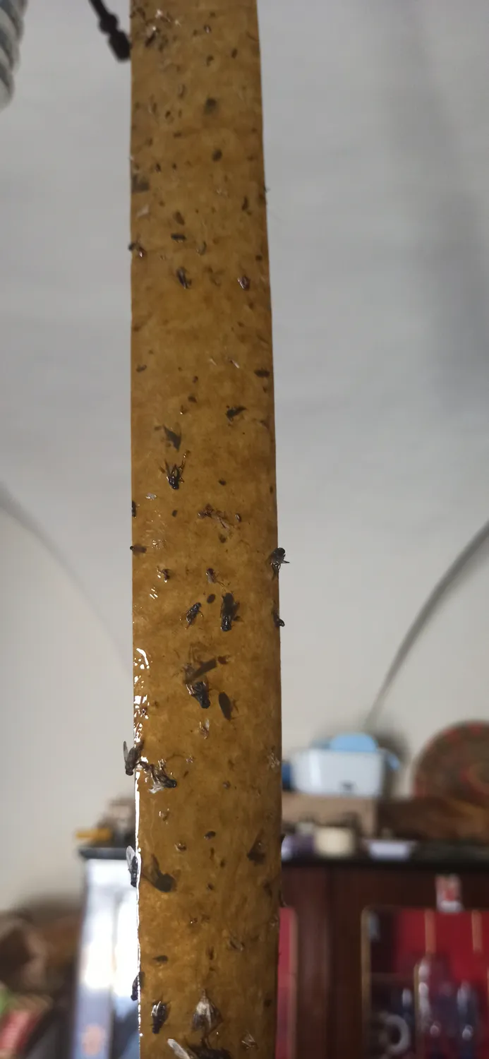 Vape Striscia Attiramosche trappola adesiva 4 pezzi naturale